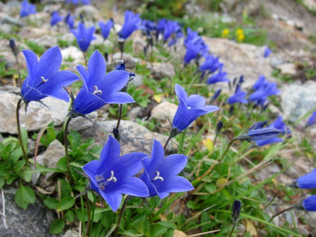 Pension Agi Hakuba Exteriér fotografie